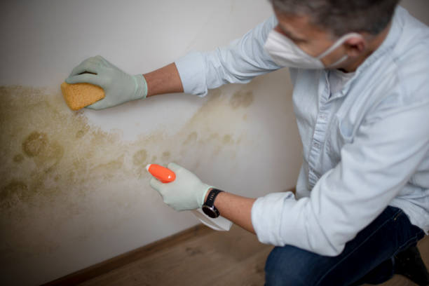 Best Commercial Mold Removal  in Karns, TN